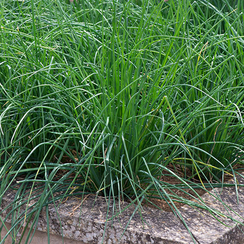 Garden Herb Collection Garden Herb Collection