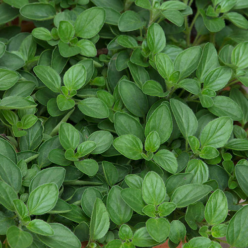 Garden Herb Collection Garden Herb Collection