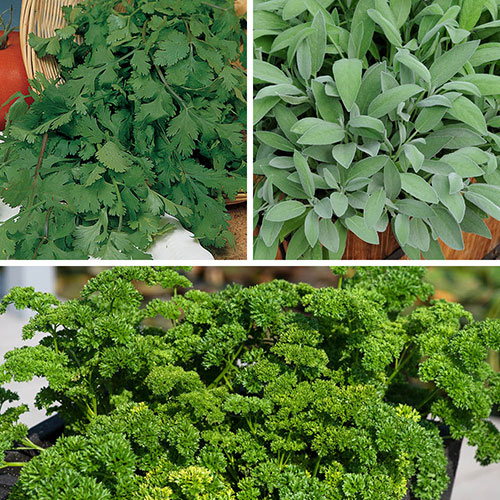 Kitchen Herb Collection Kitchen Herb Collection