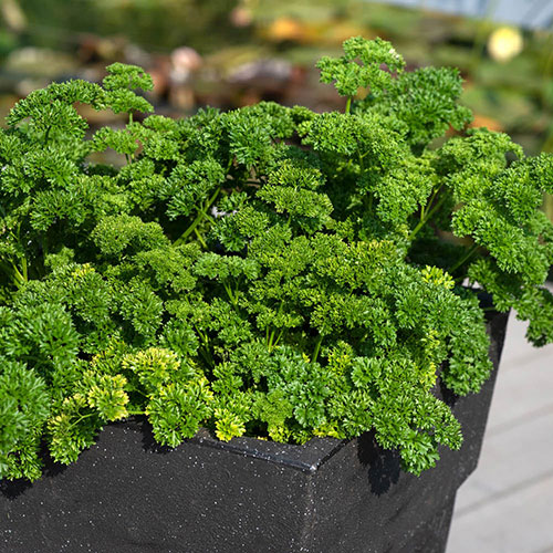 Kitchen Herb Collection Kitchen Herb Collection