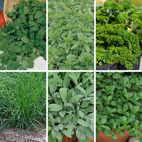 Essential Herb Collection