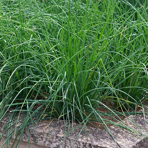 Essential Herb Collection Essential Herb Collection