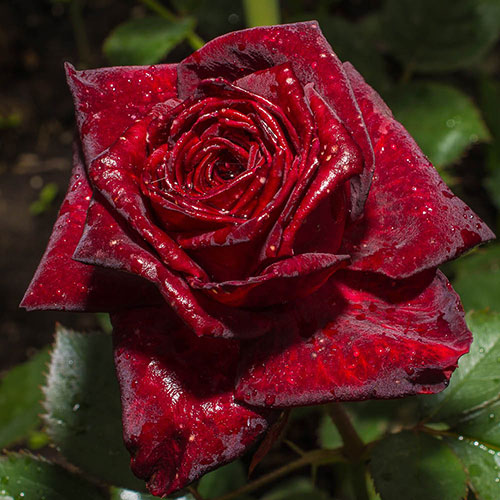 Rose Black Baccara Rose Black Baccara