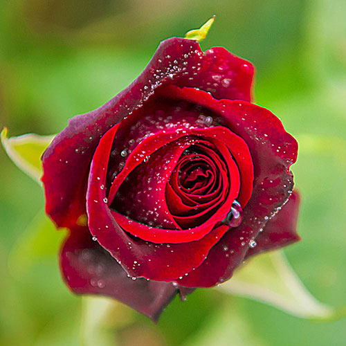 Rose Black Baccara Rose Black Baccara