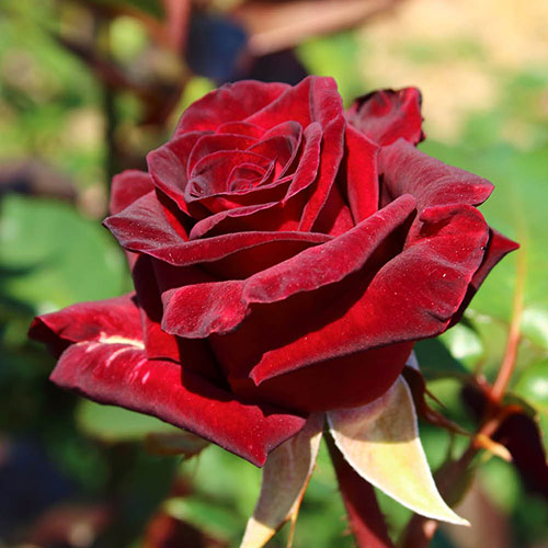 Rose Black Baccara Rose Black Baccara