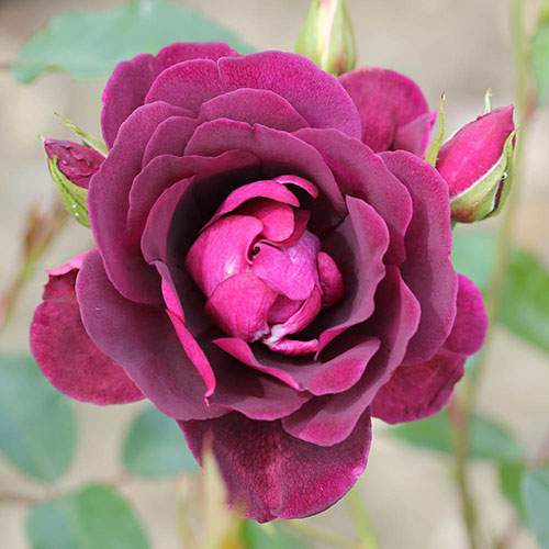 Rose Burgundy Ice Rose Burgundy Ice