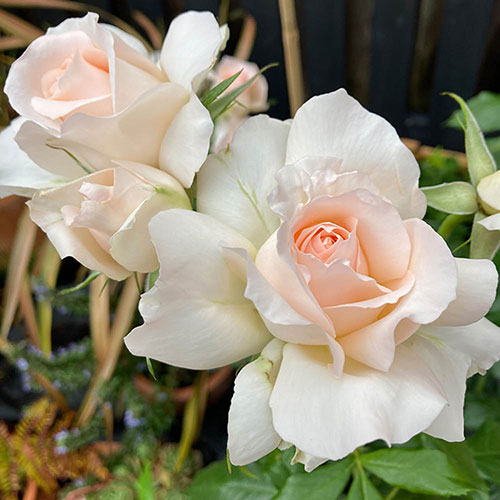 Harkness Rose Chandos Beauty ® Harkness Rose Chandos Beauty ®