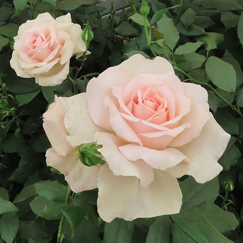 Harkness Rose Chandos Beauty ® Harkness Rose Chandos Beauty ®