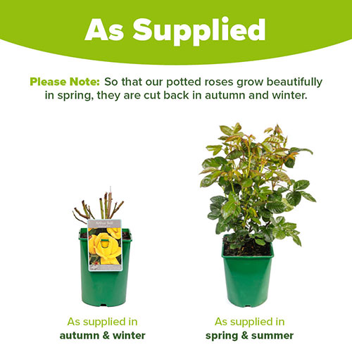 Climbing Rose Arthur Bell Climbing Rose Arthur Bell