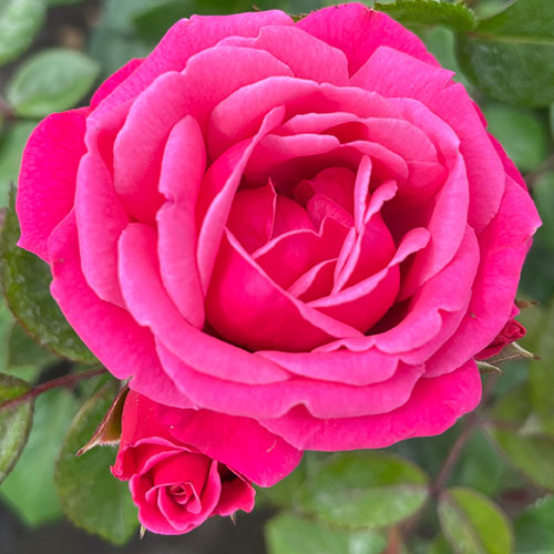 Rose Climbing Pink Perpetue Rose Climbing Pink Perpetue