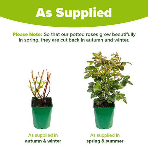 Harkness Rose Sense and Sensibility ® Harkness Rose Sense and Sensibility ®