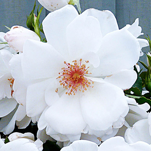 Harkness Rose Starlight Symphony �