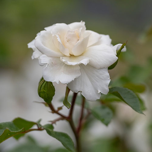Harkness Rose Starlight Symphony ® Harkness Rose Starlight Symphony ®