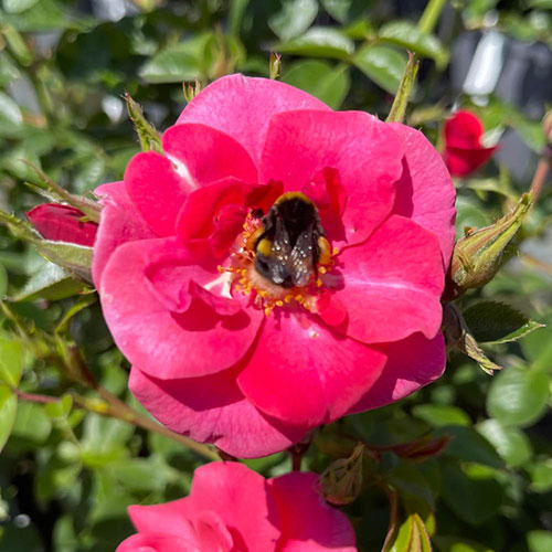 Harkness Climbing Rose Summer Sweetheart ® Harkness Climbing Rose Summer Sweetheart ®