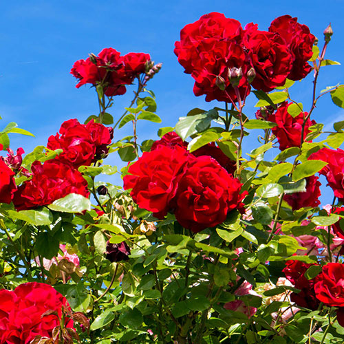 Harkness Rose The Princes Trust Harkness Rose The Princes Trust