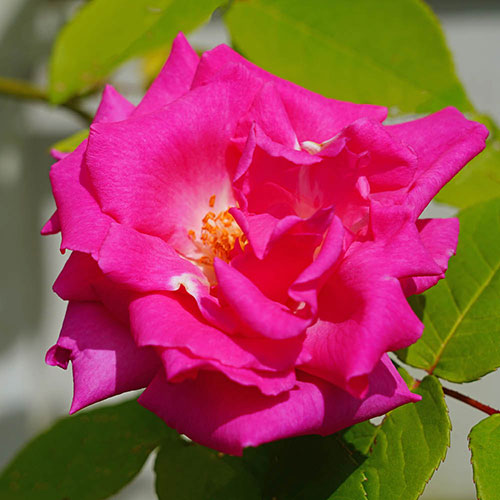 Climbing Rose Zephirine Drouhin Climbing Rose Zephirine Drouhin
