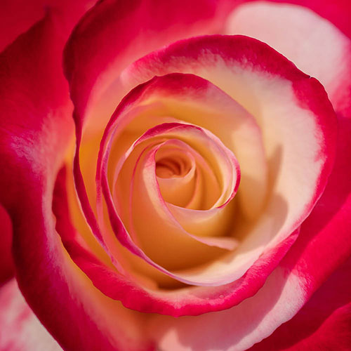 Harkness Rose Double Delight Harkness Rose Double Delight