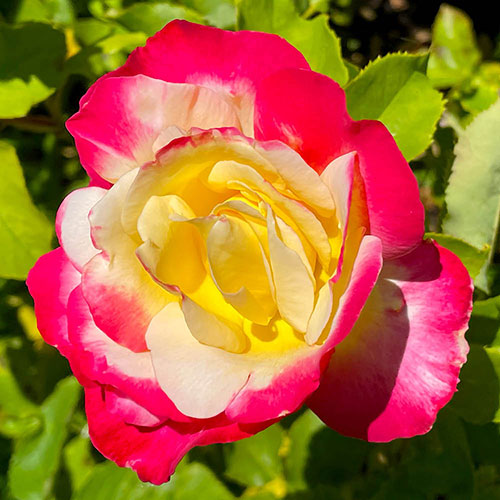 Harkness Rose Double Delight Harkness Rose Double Delight