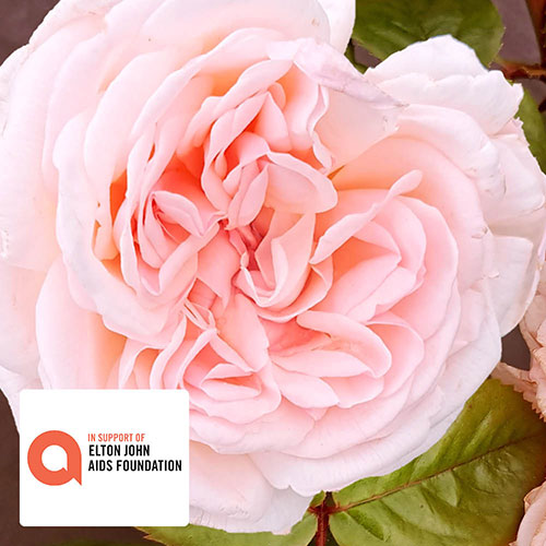 The Elton John AIDS Foundation Rose