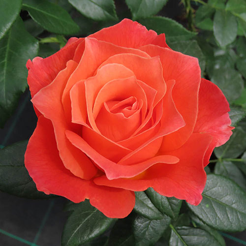 Harkness Rose To Absent Friends Harkness Rose To Absent Friends