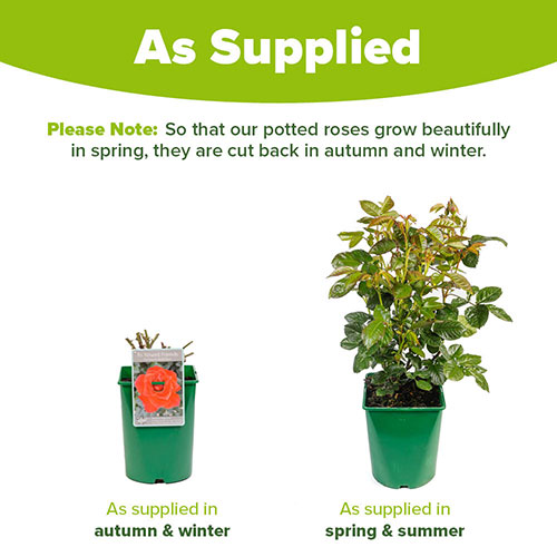 Harkness Rose To Absent Friends Harkness Rose To Absent Friends