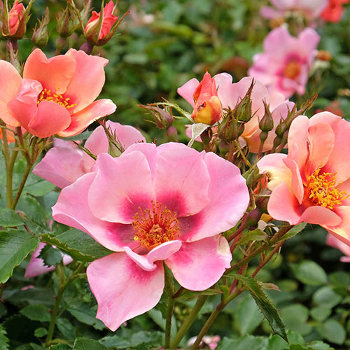 Rose of the Year 2015 For Your Eyes Only Rose of the Year 2015 For Your Eyes Only