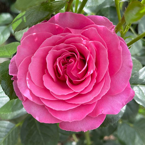 Harkness Rose Mum You are One in a Million �