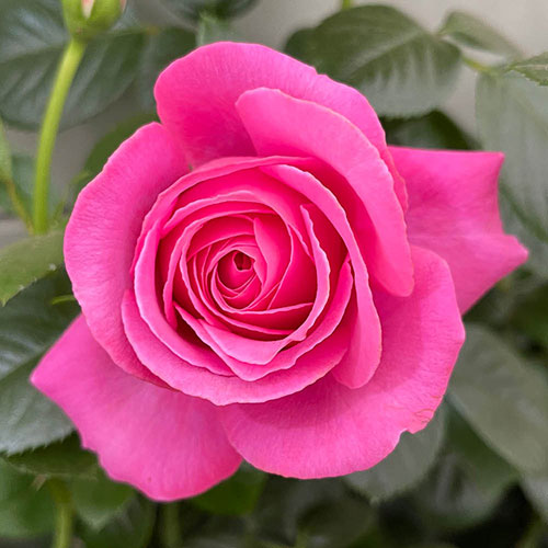 Harkness Rose Mum You are One in a Million ™ Harkness Rose Mum You are One in a Million ™
