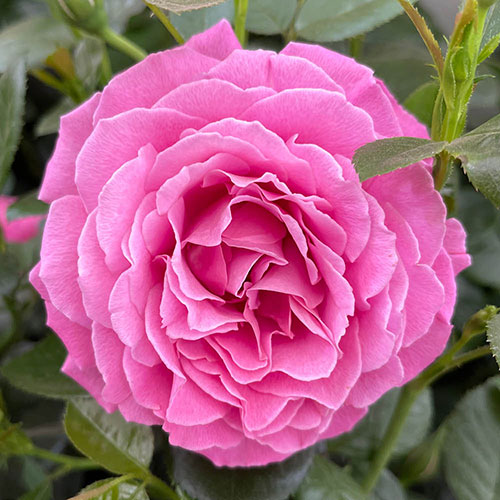Harkness Rose Mum You are One in a Million ™ Harkness Rose Mum You are One in a Million ™