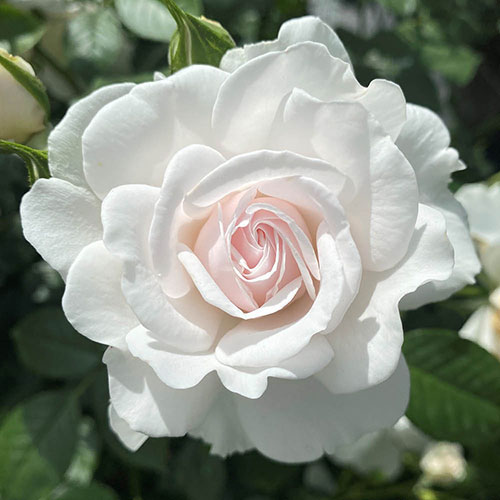 Harkness Rose Dame Deborah James Harkness Rose Dame Deborah James
