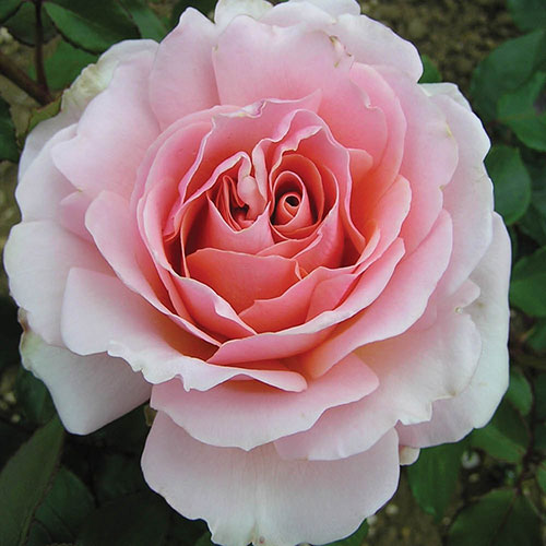 Harkness The Queen Elizabeth II Rose