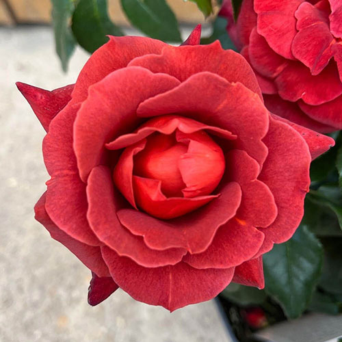 Rose Hot Chocolate Rose Hot Chocolate