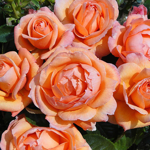 Harkness Rose Lady Marmalade ® Harkness Rose Lady Marmalade ®