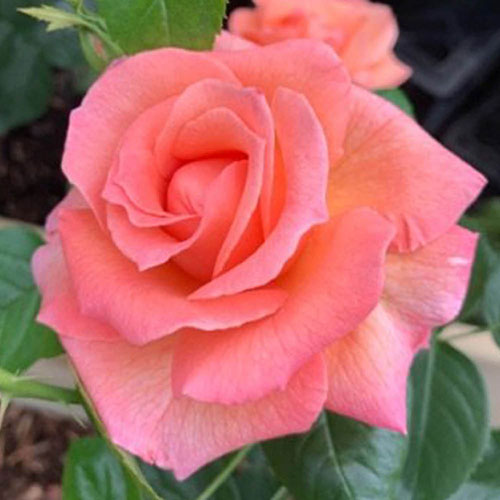 Harkness Rose Lady Marmalade ® Harkness Rose Lady Marmalade ®