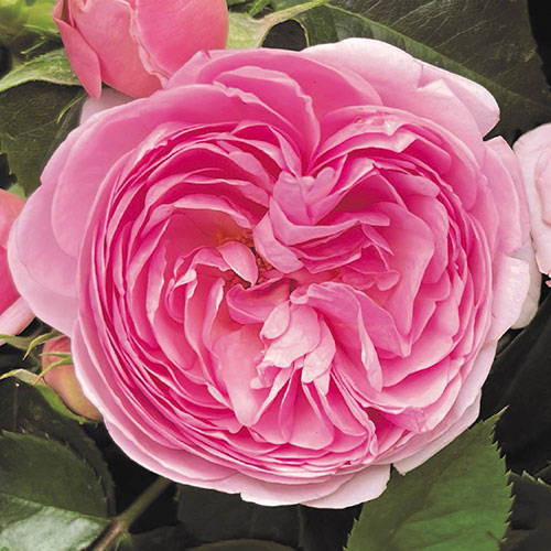 Harkness The Menopause Charity Rose Harkness The Menopause Charity Rose