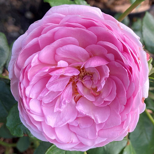 Harkness The Menopause Charity Rose Harkness The Menopause Charity Rose