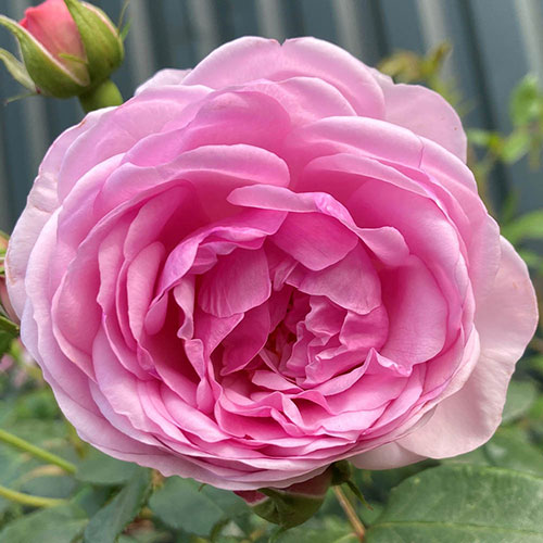 Harkness The Menopause Charity Rose Harkness The Menopause Charity Rose