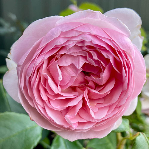 Harkness The Menopause Charity Rose Harkness The Menopause Charity Rose