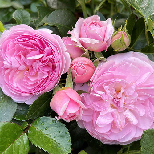 Harkness The Menopause Charity Rose Harkness The Menopause Charity Rose