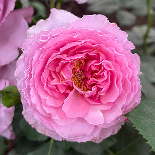 Rose Platinum Jubilee