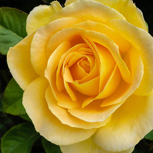 Harkness Rose Our John ® Harkness Rose Our John ®