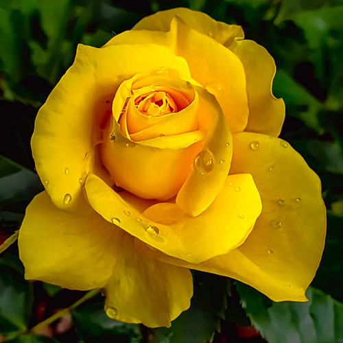 Harkness Rose Our John ® Harkness Rose Our John ®