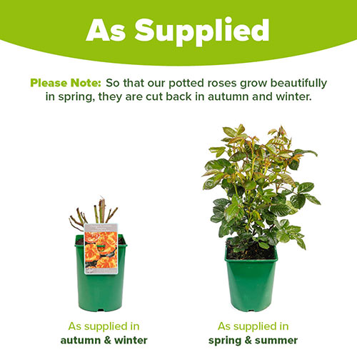 Rose Oranges and Lemons Papagena Rose Oranges and Lemons Papagena