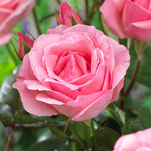 Rose Queen Elizabeth