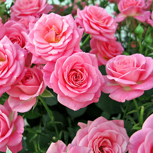 Rose Queen Elizabeth Rose Queen Elizabeth