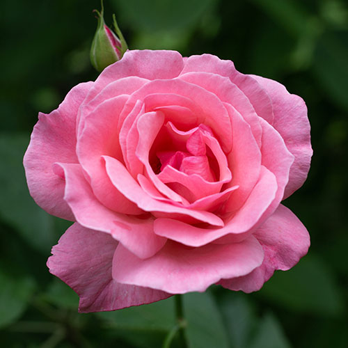 Rose Queen Elizabeth Rose Queen Elizabeth
