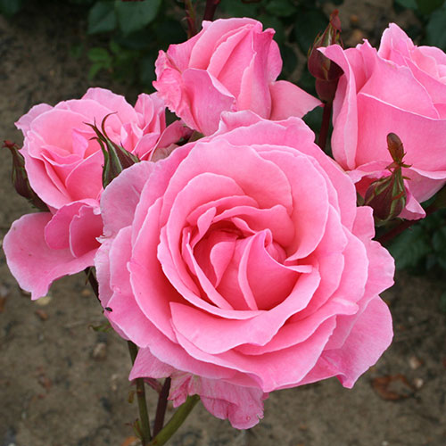 Rose Queen Elizabeth Rose Queen Elizabeth