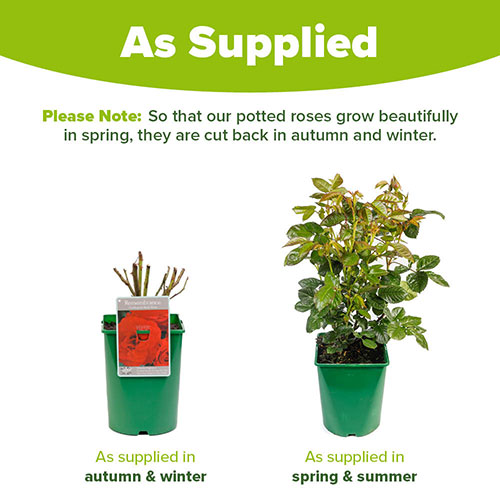 Harkness Rose Remembrance ™ Harkness Rose Remembrance ™