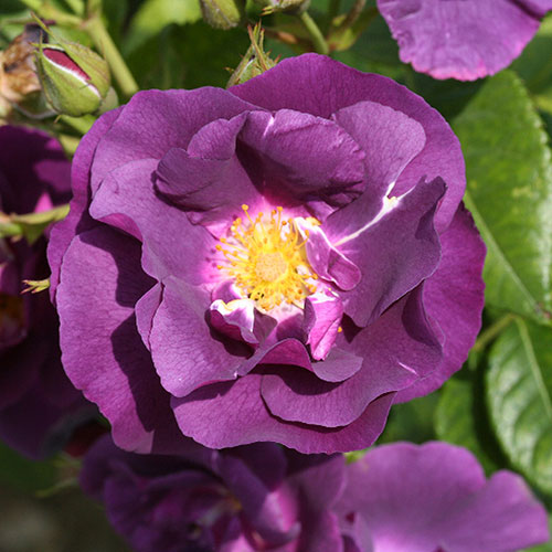 Rose Rhapsody in Blue