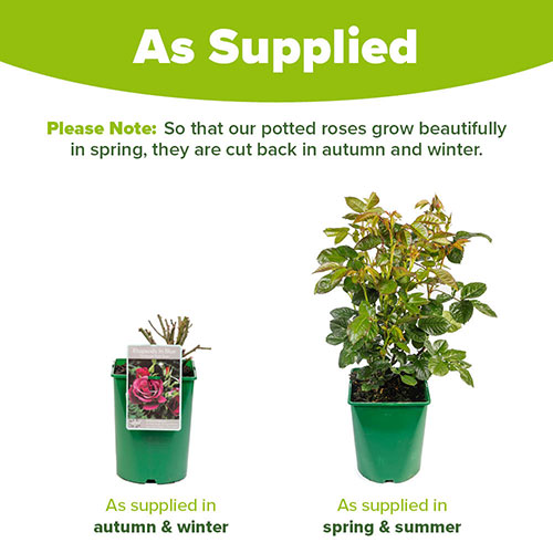 Rose Rhapsody in Blue Rose Rhapsody in Blue